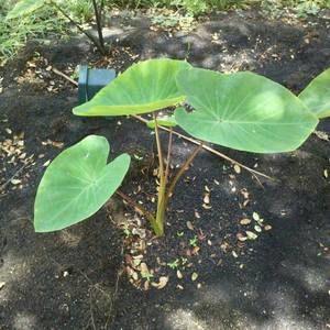 Meet your Posher, George